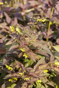 Lysimachia ciliata 'Firecracker'