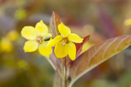Lysimachia ciliata 'Firecracker' - P9 - image 2
