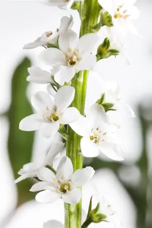Lysimachia clethroides - P9 - image 1
