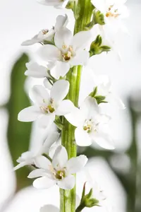 Lysimachia clethroides