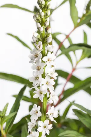 Lysimachia clethroides - P9 - image 2