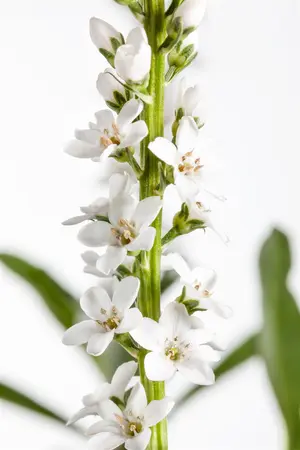 Lysimachia clethroides - P9 - image 3