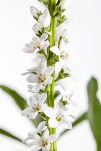 Lysimachia clethroides - P9 - image 3