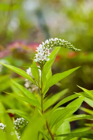 Lysimachia clethroides - P9 - image 5