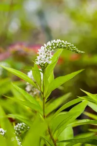 Lysimachia clethroides - P9 - image 5