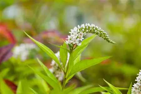 Lysimachia clethroides - P11 - image 4