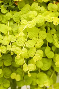 Lysimachia num. 'Goldilocks' - P9 - image 4