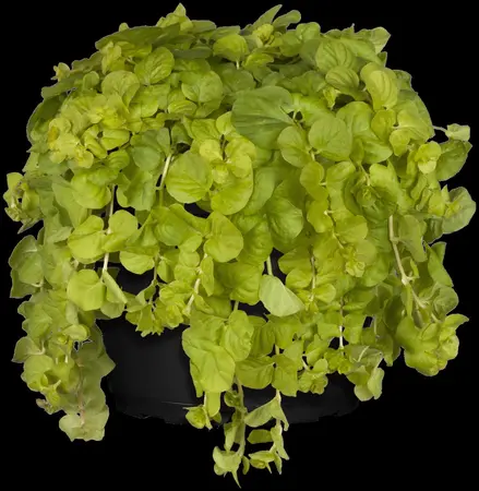 Lysimachia num. 'Goldilocks' - P9 - image 2