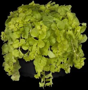 Lysimachia num. 'Goldilocks' - P9 - image 2