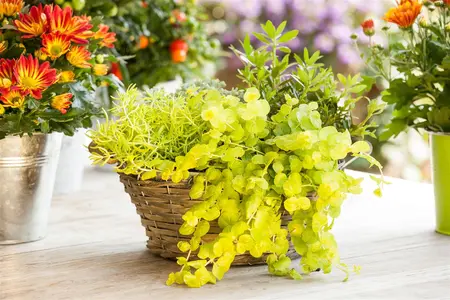 Lysimachia num. 'Goldilocks' - P9 - image 3