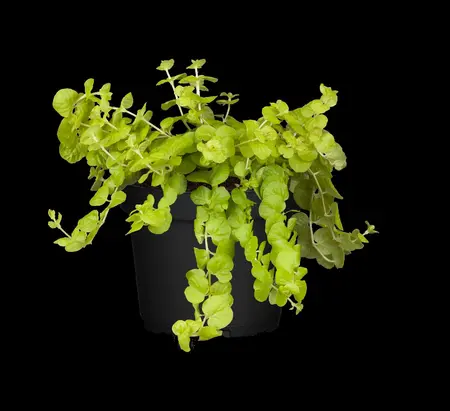 Lysimachia num. 'Goldilocks' - P9 - image 4