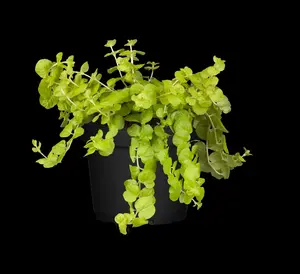 Lysimachia num. 'Goldilocks' - P9 - image 4