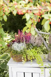 Lysimachia nummularia - P11 - image 2