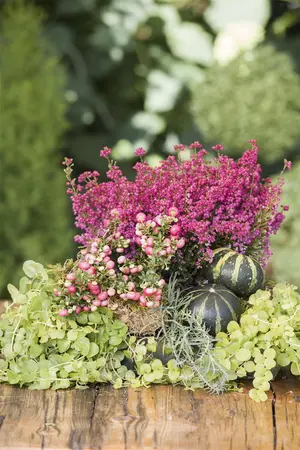 Lysimachia nummularia - P11 - image 4