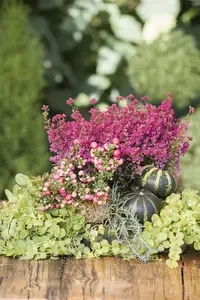 Lysimachia nummularia - P11 - image 4