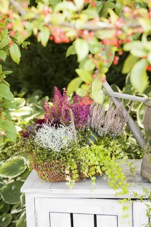 Lysimachia nummularia - 2 Ltr pot - image 2