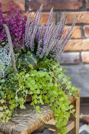 Lysimachia nummularia - 1.5 Ltr pot - image 5