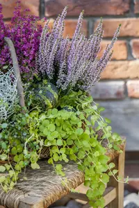 Lysimachia nummularia - 1.5 Ltr pot - image 5