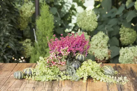 Lysimachia nummularia - P11 - image 3