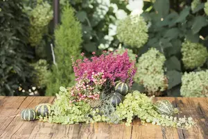 Lysimachia nummularia - P11 - image 3