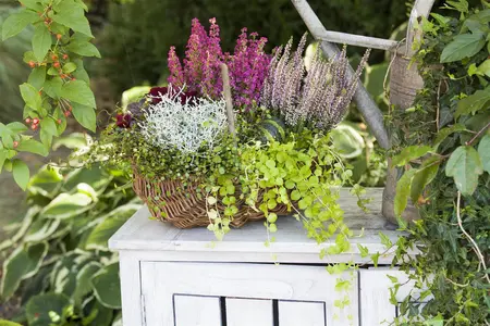 Lysimachia nummularia - 2 Ltr pot - image 1