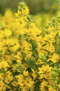 Lysimachia punctata