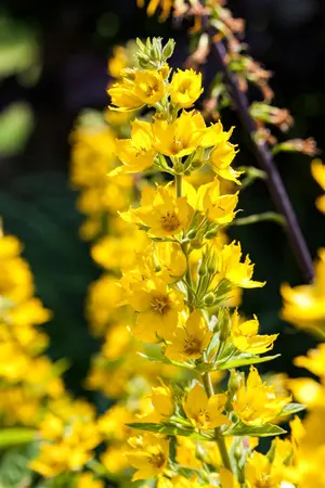 Lysimachia punctata - P9 - image 4