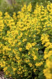 Lysimachia punctata - P11 - image 2