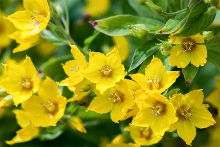 Lysimachia punctata - P11 - image 3