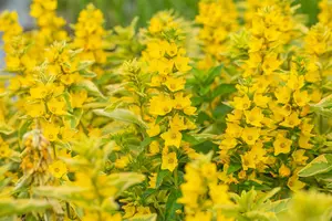 Lysimachia punctata 'Alexander' (Variegata)