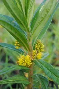 Lysimachia thyrsiflora