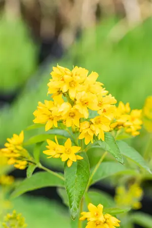 Lysimachia vulgaris - P9 - image 3