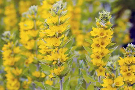 Lysimachia vulgaris - P9 - image 1
