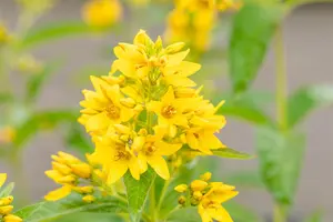 Lysimachia vulgaris - P9 - image 4