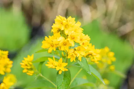 Lysimachia vulgaris - 2 Ltr pot - image 1