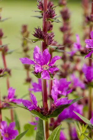Lythrum sal. 'Happy' - P9 - image 4