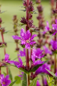 Lythrum sal. 'Happy' - P9 - image 4
