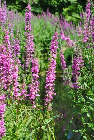 Lythrum sal. 'Robert' - P9