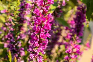 Lythrum sal. 'Robin' - 5 Ltr pot - image 2