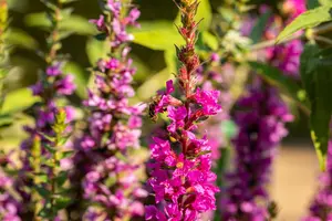 Lythrum sal. 'Robin' - 5 Ltr pot - image 3