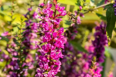 Lythrum sal. 'Robin' - 5 Ltr pot - image 4