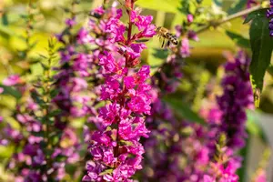 Lythrum sal. 'Robin' - 5 Ltr pot - image 4
