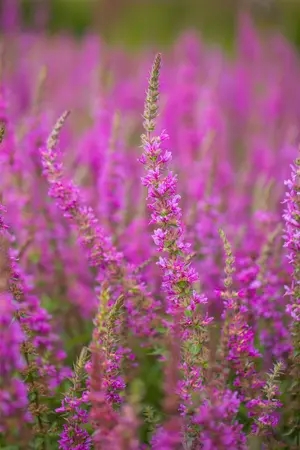 Lythrum sal. 'Rosy Gem' - P9 - image 3