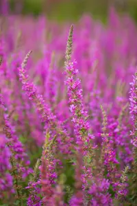 Lythrum sal. 'Rosy Gem' - P9 - image 3