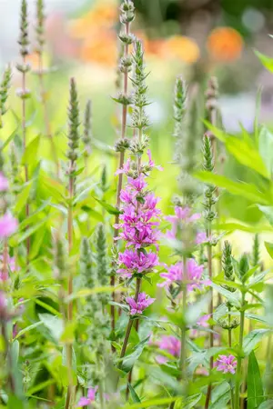 Lythrum sal. 'Rosy Gem' - P9 - image 4