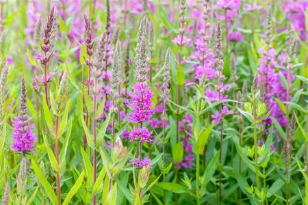 Lythrum sal. 'Rosy Gem' - P9 - image 1