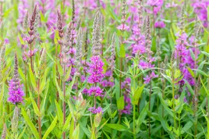 Lythrum sal. 'Rosy Gem'
