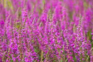 Lythrum sal. 'Rosy Gem' - P9 - image 2