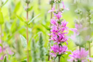 Lythrum sal. 'Rosy Gem' - P9 - image 5