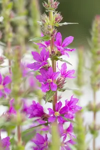 Lythrum salicaria - P13 - image 5